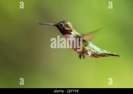 Ein männlicher Annas Kolibri (Calypte anna) schwebt mitten in der Luft. Stockfoto