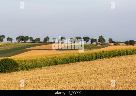 Miechhow, Polen. 28.. Juli 2022. Getreidefelder werden während der Erntezeit in Miechhow bei Krakau gesehen, während die Hitzewelle in die mittel- und osteuropäischen Teile Europas zieht. Kredit: SOPA Images Limited/Alamy Live Nachrichten Stockfoto