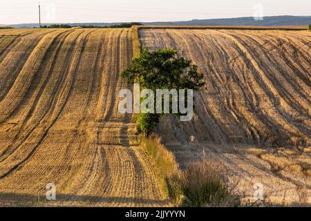 Miechhow, Polen. 28.. Juli 2022. Getreidefelder werden während der Erntezeit in Miechhow bei Krakau gesehen, während sich die Hitzewellen in Mittel- und Osteuropa bewegen. Kredit: SOPA Images Limited/Alamy Live Nachrichten Stockfoto