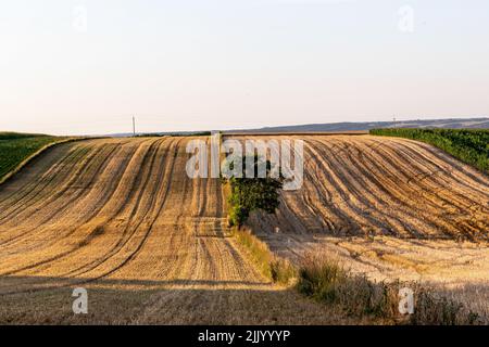 Miechhow, Polen. 28.. Juli 2022. Getreidefelder werden während der Erntezeit in Miechhow bei Krakau gesehen, während sich die Hitzewellen in Mittel- und Osteuropa bewegen. Kredit: SOPA Images Limited/Alamy Live Nachrichten Stockfoto