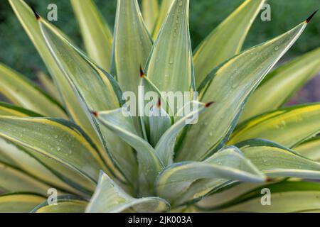 Nahaufnahme der gelb-grünen Agavenblätter Stockfoto