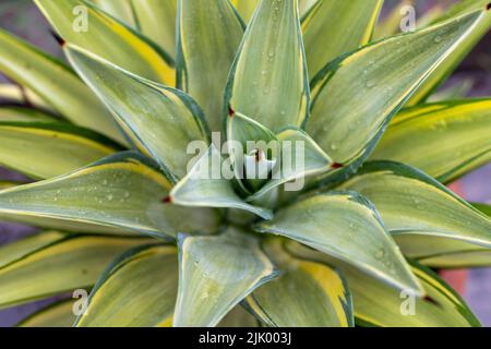 Blick auf die Agavenpflanze Stockfoto