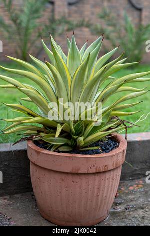 Agave desmettiana in einem Zementtopf Stockfoto