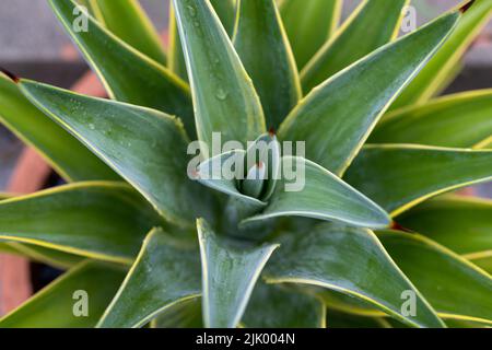 Agave desmettiana High-Angle-Ansicht Stockfoto