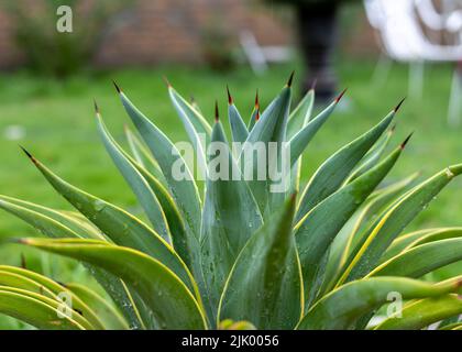 Agave desmettiana glatte Jahrhundert Pflanze selektiven Fokus Stockfoto