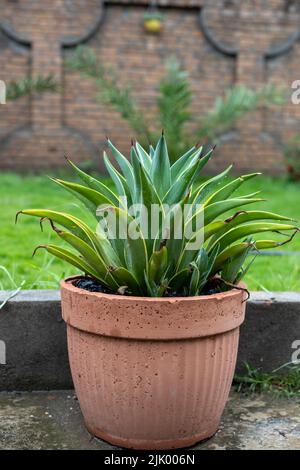 Agave desmettiana grüne Blätter mit gelben Rändern Pflanzen in einem Betontopf Stockfoto