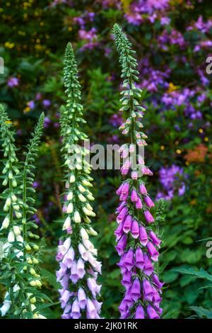 Schöne, bunte Blumenpflanzen in voller Blüte in einem Garten oder Grasfeld eines Waldes im Frühjahr oder Sommer. Nahaufnahme von häufig wachsenden Fuchshandschuhen Stockfoto