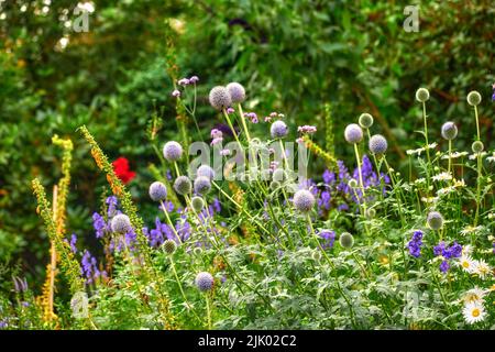 Helle, farbenfrohe und hübsche Blumen, Pflanzen und Laub blühen im Frühling in einem Garten. Violet Globe Thistle, Echinops wächst im Garten auf einem Stockfoto