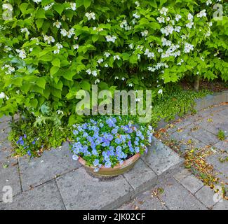 Schöne, bunte und frische Gartenblumen und grüne Pflanzen im heimischen Garten im Sommer. Texturdetail von blauen Petunien, weißem Mock Orange und einem Stockfoto