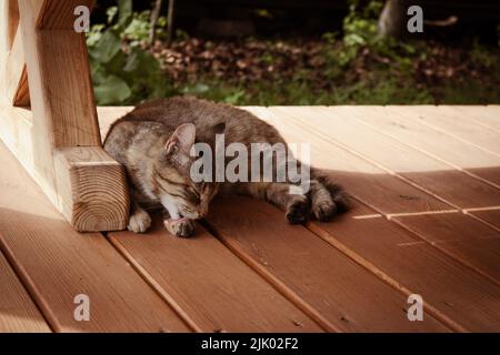 Die süße mutter leckt sich an sonnigen Tagen Stockfoto