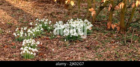 Nahaufnahme, weiße und frische Winterblumen wachsen in einem trockenen Herbstwald, Hausgarten oder Hinterhof. Textur und Detail von gewöhnlichen Schneeglöpfenpflanzen Stockfoto