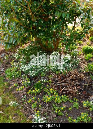 Schöne weiße Blumen wachsen in einem Garten oder Gras Land in einem Wald an einem Frühlingstag. Reine Schneeglöckchen blühen in der Natur unter grünen Bäumen Stockfoto
