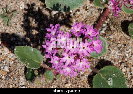 Rosafarbene, blühende Racemose-Blütenstand der Abronia Villosa, Nyctaginaceae, einjährig in der Wüste Anza Borrego, Frühling. Stockfoto