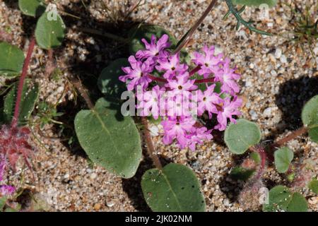 Rosafarbene, blühende Racemose-Blütenstand der Abronia Villosa, Nyctaginaceae, einjährig in der Wüste Anza Borrego, Frühling. Stockfoto