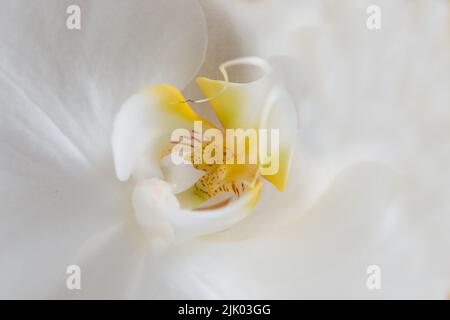 Nahaufnahme einer schönen weißen Tulpenblume in einem Garten, Naturpark oder Feld im Sommer. Draufsicht auf eine blühende Pflanze, die sich gegen ein Weiß öffnet Stockfoto