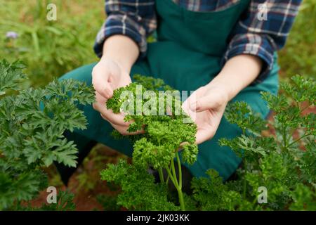 Nahaufnahme des Bauern, der in seinem Garten Sellerie anbauen konnte Stockfoto