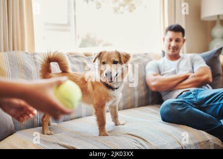 Ein unbekanntes Kind hält einen Tennisball und spielt mit ihrem Hund im Wohnzimmer zu Hause. Stockfoto