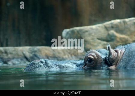 Memphis, TN 21. Mai 2016: Nilpferd beim Schwimmen im Memphis Zoo in Memphis, Tennessee. Stockfoto