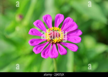 Zinnia violett Stockfoto