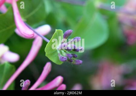 Knospen von italienischem woodbine oder Perfoliat-Geißblatt oder Ziegenblatt-Geißblatt oder italienischem Geißblatt oder Perfoliat-woodbine (Lonicera capri Stockfoto