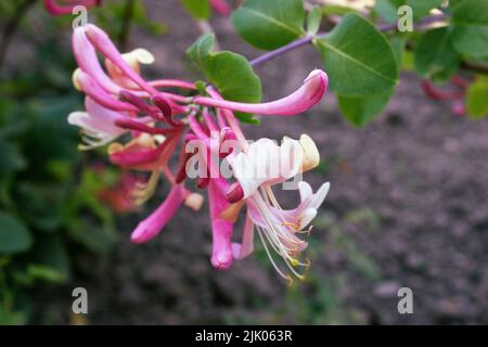 Schöne Blüten von italienischem woodbine oder Perfoliat-Geißblatt oder Ziegenblatt-Geißblatt oder italienischem Geißblatt oder Perfoliat-woodbine (Lonicera capri Stockfoto