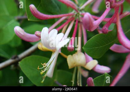 Schöne Blüten von italienischem woodbine oder Perfoliat-Geißblatt oder Ziegenblatt-Geißblatt oder italienischem Geißblatt oder Perfoliat-woodbine (Lonicera capri Stockfoto