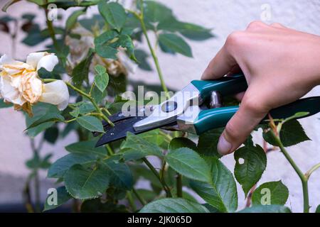 Gärtner schneidet Rosensträucher ab. Rosen nach der Blüte zurückschneiden Stockfoto