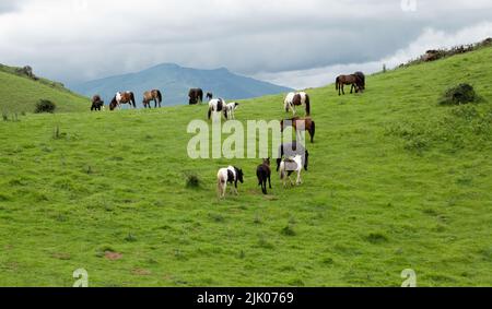 Herde von Freirangepferden auf der alpinen Wiese in den Pyrenäen Stockfoto