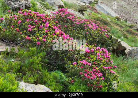 Alpenrosen, Sträucher mit rosa-roten Blüten, im Frühjahr am Berghang Stockfoto