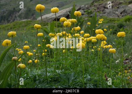 Gruppe von Globeflowers, blühend gelb, in alpiner Landschaft Stockfoto