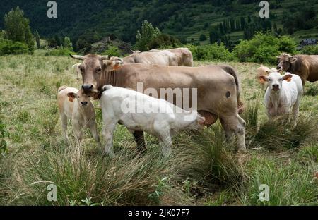 Weißkalb trinkt von brauner Kuh, freigehende Herde in alpiner Landschaft Stockfoto