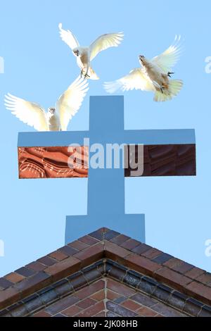 3 beleuchtete australische Corella-Vögel oder Papageien fliegen, spielen und landen auf einem chromfarbenen Kruzifix oder Kreuz auf der Außenseite einer Kirche. Stockfoto