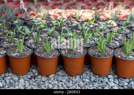 Aloe juvenna Vermehrung in einem Pflanzenkindergarten Stockfoto