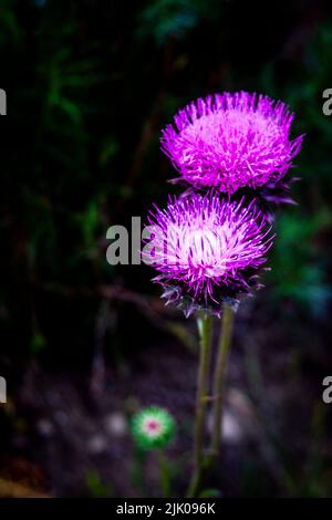 Zwei Knospen aus violetten Milchdisteln wachsen in der Wildnis Nordamerikas. Stockfoto