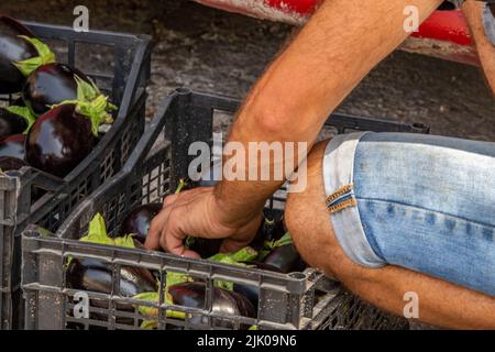 Mann sortiert nach der Ernte in einer Kiste durch Auberginen, Auberginen-Picker sortiert nach der frischen Ernte von Eierpflanzen, Auberginen-Picker in griechenland. Stockfoto