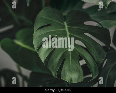 Hintergrund der Monstera-Pflanze. Schöne echte Mostera Pflanze Blätter als tropischer Hintergrund für Tapeten. Horizontaler Hintergrund mit dunkelgrünen tropischen Blättern Stockfoto
