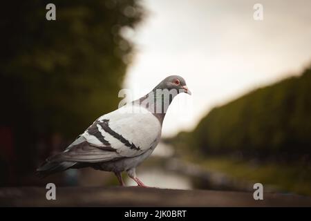 Eine selektive Fokusaufnahme einer Taube, die auf einem Felsen thront Stockfoto