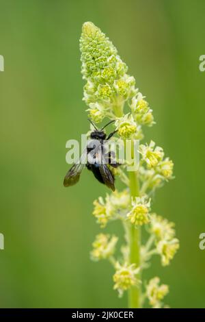 Detaillierte Nahaufnahme einer Trauerbiene (Melecta albifrons), die auf gelber Mignonette oder wilder Mignonette (Reseda lutea) füttert Stockfoto