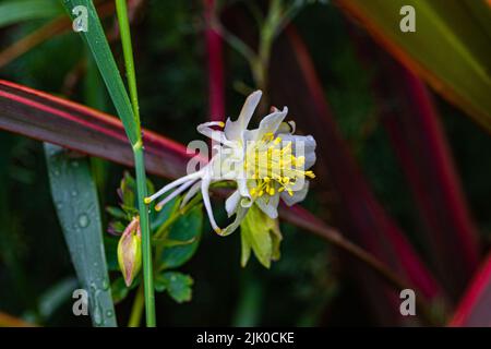 Aquilegia, die Haube der Oma, ist eine Gattung von etwa 60–70 Arten von mehrjährigen Blütenpflanzen, die auf der nördlichen Hemisphäre zu finden sind, Stockfoto