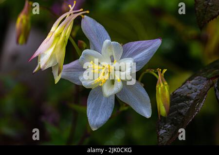 Aquilegia, die Haube der Oma, ist eine Gattung von etwa 60–70 Arten von mehrjährigen Blütenpflanzen, die auf der nördlichen Hemisphäre zu finden sind, Stockfoto