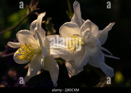 Aquilegia, die Haube der Oma, ist eine Gattung von etwa 60–70 Arten von mehrjährigen Blütenpflanzen, die auf der nördlichen Hemisphäre zu finden sind, Stockfoto