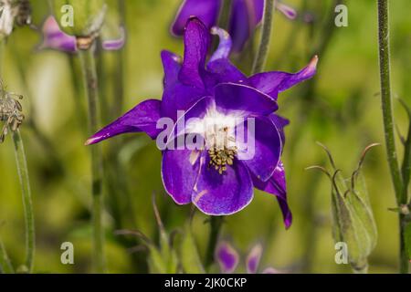 Aquilegia, die Haube der Oma, ist eine Gattung von etwa 60–70 Arten von mehrjährigen Blütenpflanzen, die auf der nördlichen Hemisphäre zu finden sind, Stockfoto