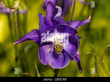 Aquilegia, die Haube der Oma, ist eine Gattung von etwa 60–70 Arten von mehrjährigen Blütenpflanzen, die auf der nördlichen Hemisphäre zu finden sind, Stockfoto