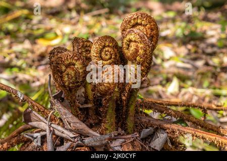 Junge Dryopteris wallichiana-Farne, die sich in den Minterne Gardens in der Stadt Minterne Magna, Dorset, entfalten Stockfoto