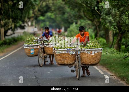Mango-Großhandelsmarkt in Kansat in Chapainawabganj, Bangladesch. Stockfoto