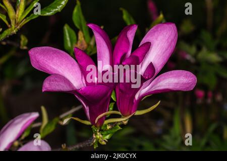 Magnolia blüht in der Dämmerung isoliert - diese Sorte ist Magnolia liliiflora 'Nigra' Stockfoto