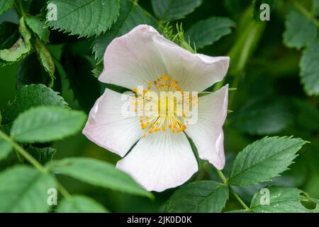 Detailreiche Nahaufnahme einer wunderschönen Brombeer-Bramble-rosa und weißen Blume (Rubus fruticosus) Stockfoto