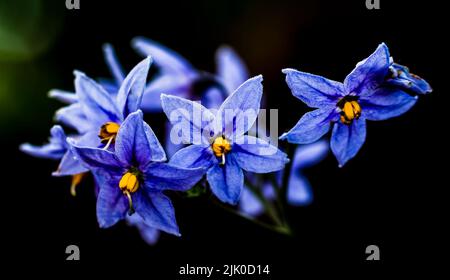 Chiliean Potato Tree, Solanum crispum ist eine blühende Pflanze aus der Familie der Solanaceae, die in Chile und Peru beheimatet ist. Stockfoto