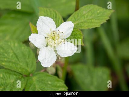 Detailreiche Nahaufnahme einer wunderschönen weißen Brombeerblüte (Rubus fruticosus) Stockfoto