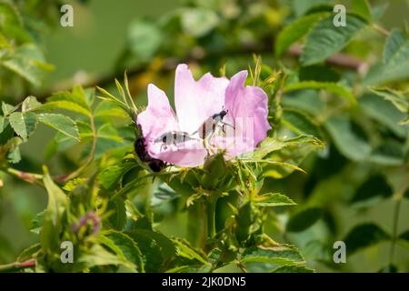 Ein Gartenkäfer (Anthriscus sylvestris), der sich von einer Hunderose ernährt (Rosa canina) Stockfoto